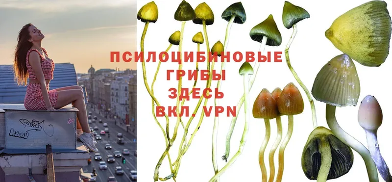 mega зеркало  Кириллов  Псилоцибиновые грибы Psilocybine cubensis 